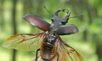 Beetle deer